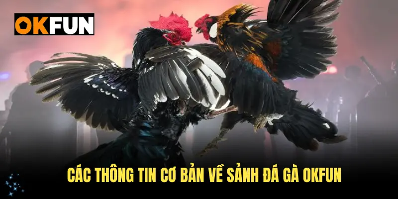 Các thông tin cơ bản về sảnh đá gà OKFUN bạn nên biết